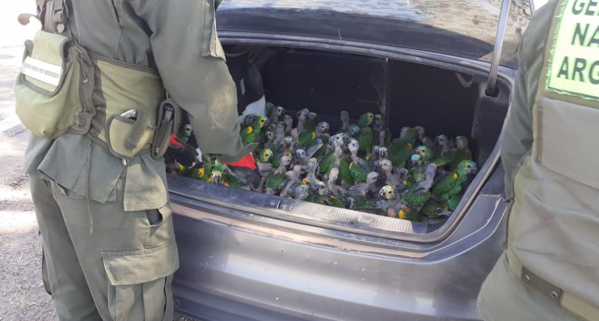 Encerradas en un baúl y con una temperatura agobiante intentó trasladar 100 loros a otra provincia