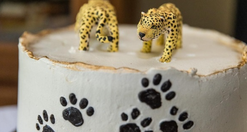 Celebración en El Impenetrable por el primer año de vida de los yaguaretés Nalá y Takajay