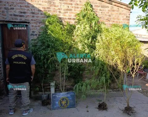 Golpe al narcomenudeo: hallan plantación de marihuana en el patio de una casa