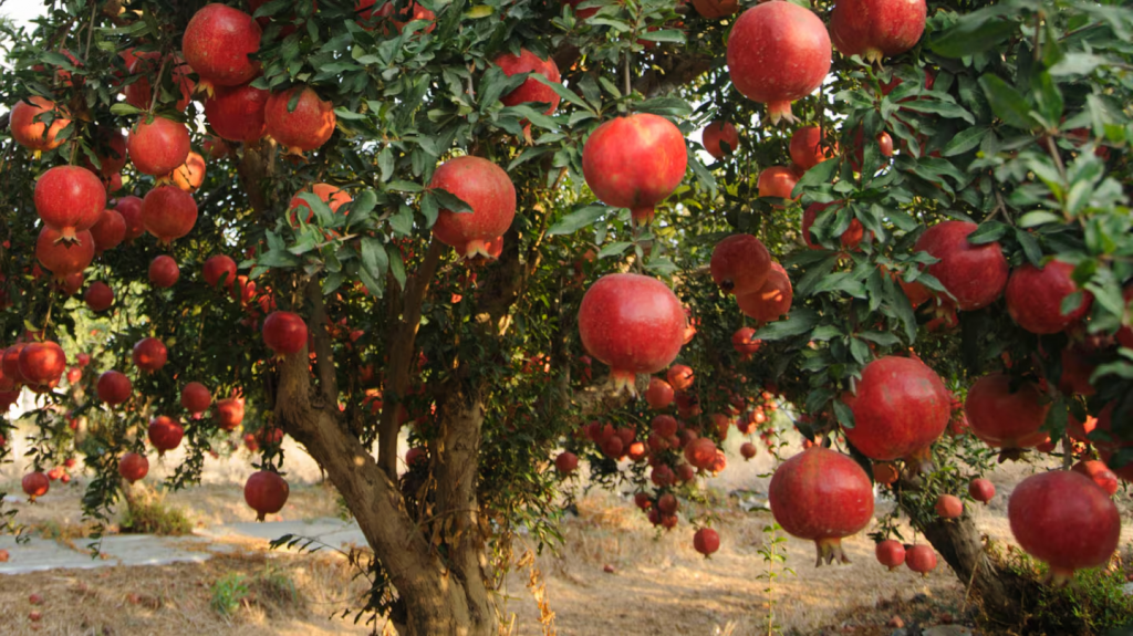 No es el limonero: el árbol frutal que no levanta la tierra con sus raíces y necesita pocos cuidados