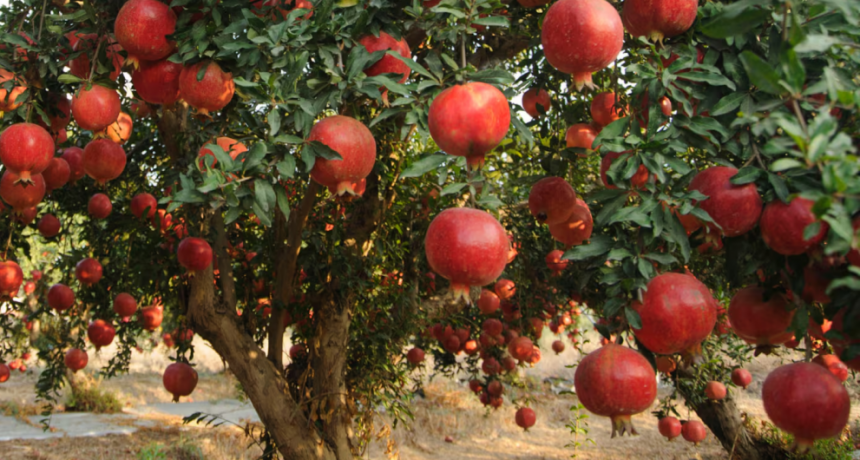 No es el limonero: el &aacute;rbol frutal que no levanta la tierra con sus ra&iacute;ces y necesita pocos cuidados
