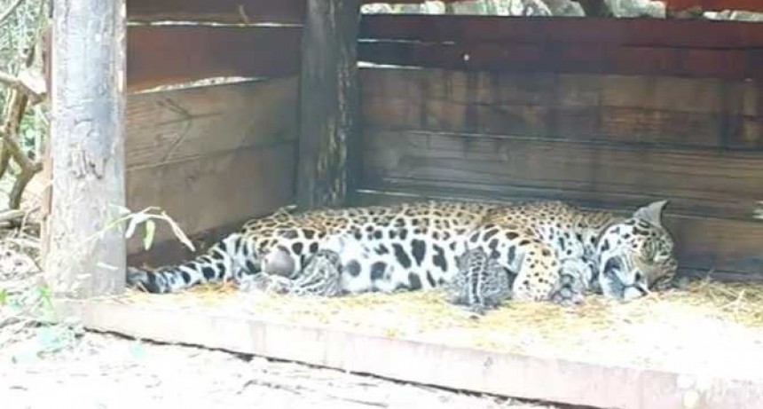 Nacieron dos yaguaretes en el Parque Nacional El Impenetrable