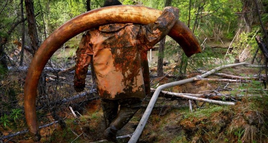 Dientes de mamuts siberianos contienen el ADN m&aacute;s antiguo recuperado
