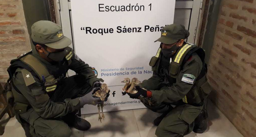 Rescatan a cuatro charitos trasladados en el interior de un veh&iacute;culo