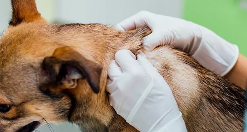 Estudian en perros enfermedades bacterianas transmitidas por garrapatas