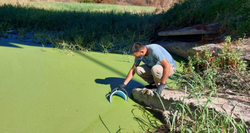 Algas del Río Negro: no hallaron cianobacterias en las muestras y afirmaron que son 