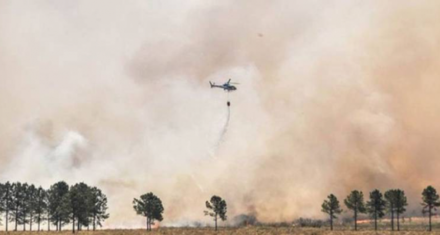 Aún sin extinguirse los incendios en Corrientes, varios animales regresaron a la reserva Yerbalito
