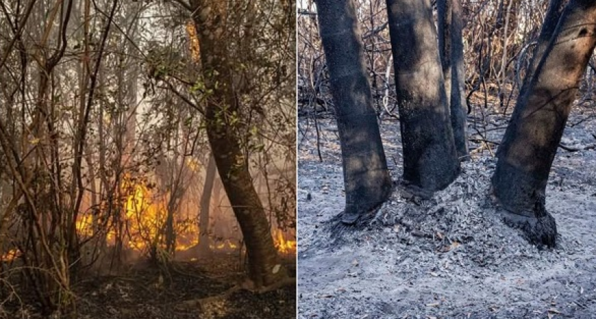 La UNNE lanzó una campaña para recolectar semillas para recuperar los bosques en Corrientes