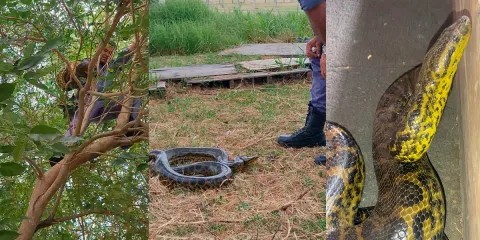Rescatan una curiyú en el Aeropuerto de Resistencia