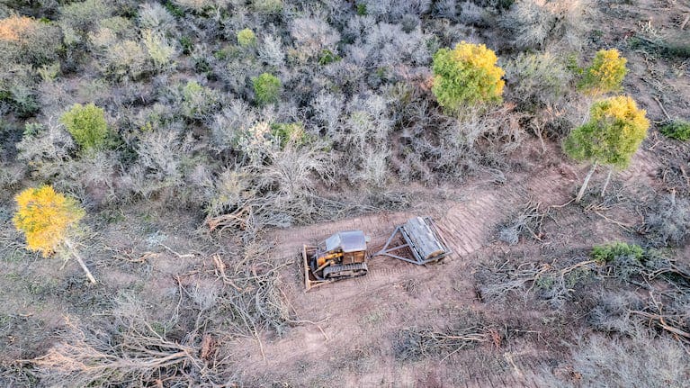 Entre incendios y desmontes, el norte del país perdió más de 200 mil hectáreas de bosque: 40% más que en 2024
