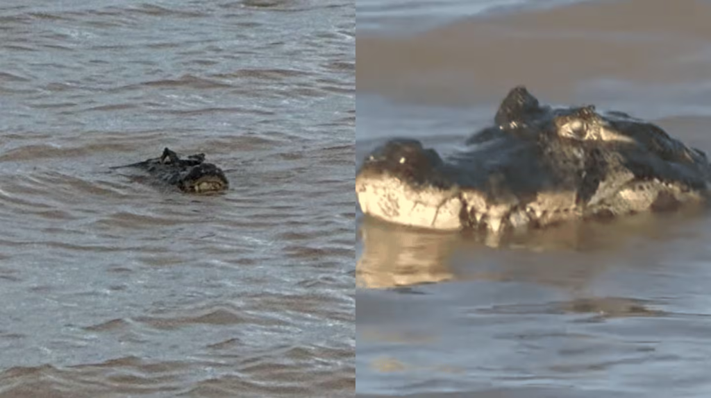 Apareció un yacaré en una playa de Rosario y generó alarma