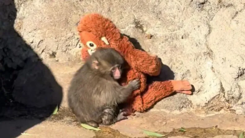 La historia del mono Punch que conmovi&oacute; al mundo: abandonado por su madre y viral por su inseparable peluche