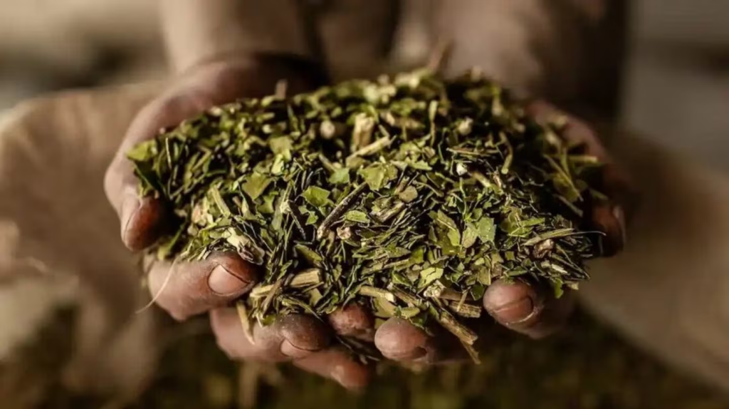 El hijo de Donald Trump apuesta a la yerba mate y abre expectativas para las econom&iacute;as regionales