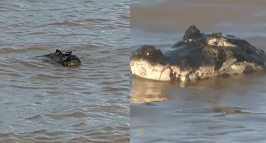 Apareció un yacaré en una playa de Rosario y generó alarma