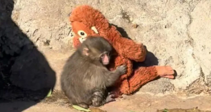 La historia del mono Punch que conmovi&oacute; al mundo: abandonado por su madre y viral por su inseparable peluche