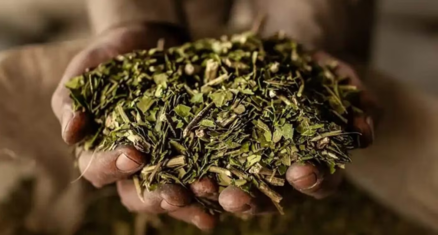 El hijo de Donald Trump apuesta a la yerba mate y abre expectativas para las econom&iacute;as regionales