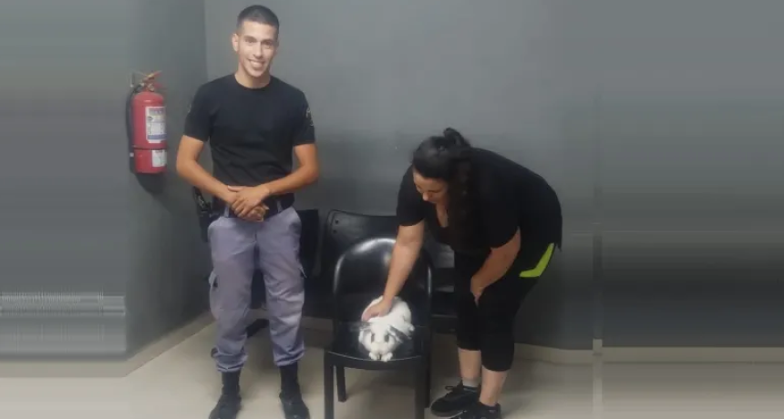 Lo salvaron de la olla: la Polic&iacute;a rescat&oacute; a conejo que hab&iacute;a sido robado en Villa Prosperidad