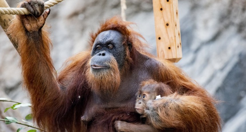 En Estados Unidos ya vacunan a los orangutanes contra el coronavirus