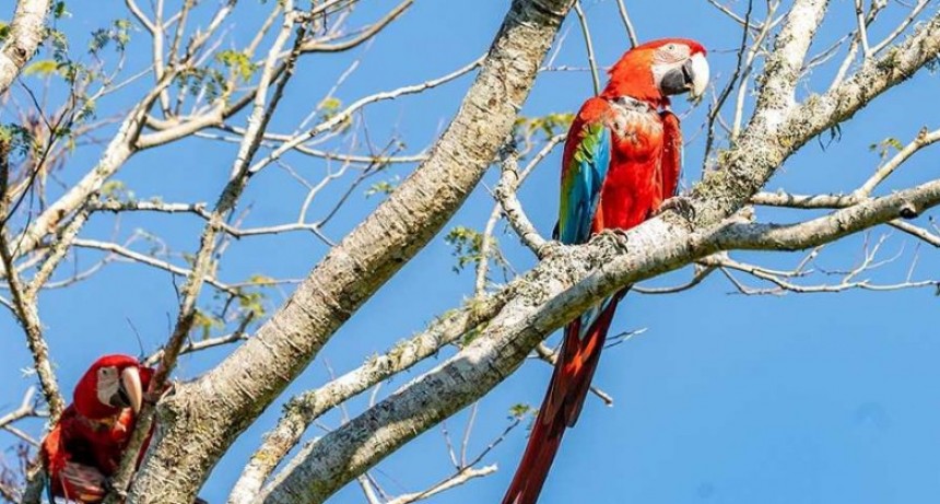 Vuelan en Corrientes guacamayos rojos, una especie que estaba extinta hace m&aacute;s de 170 a&ntilde;os