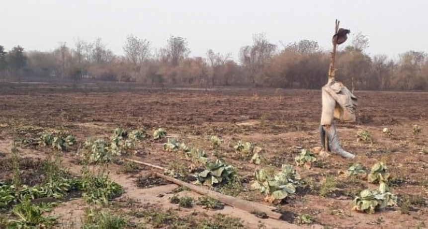 Por la sequía, declararon la emergencia agropecuaria en 16 departamentos chaqueños