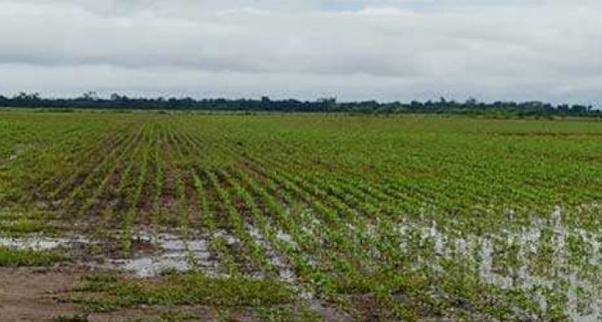 Buena cantidad de lluvia en las zonas productivas de la provincia