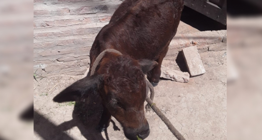 Se robó un ternero y lo tenía escondido en su propio dormitorio envuelto con frazadas