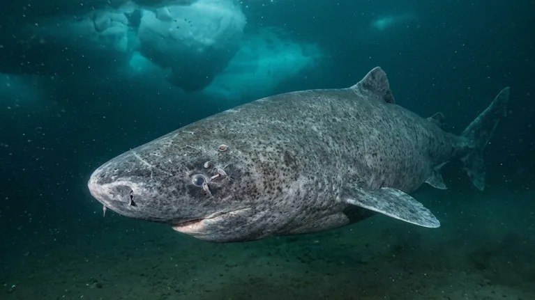 Hallazgo hist&oacute;rico: cient&iacute;ficos localizaron un tibur&oacute;n de 399 a&ntilde;os en el oc&eacute;ano, nacido en 1627