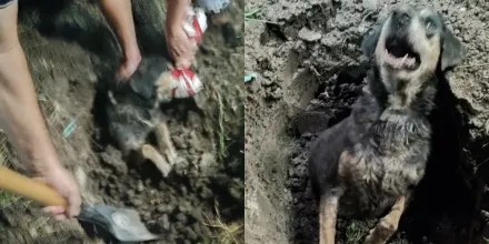 Final feliz: Bomberos rescataron a un perro que estaba enterrado en un pozo