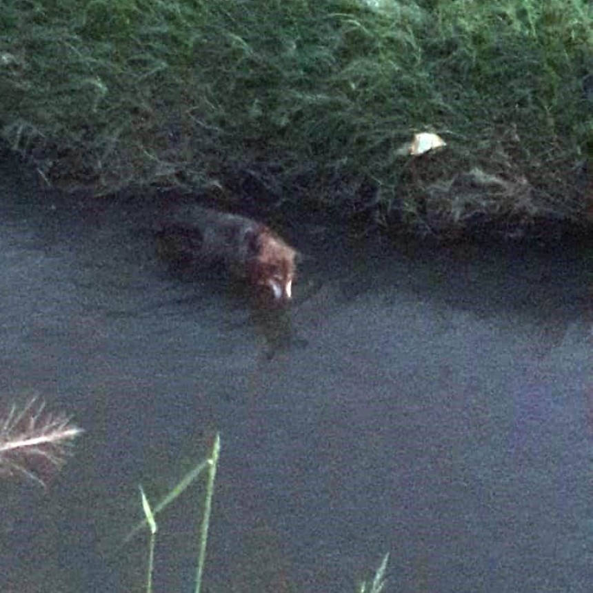 Bomberos rescatan a un perro que hab&iacute;a ca&iacute;do a un canal de agua