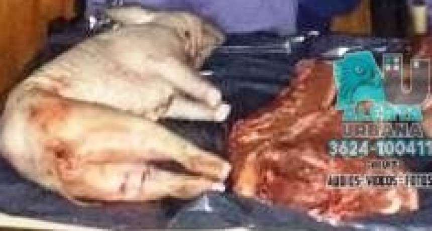 Ten&iacute;a un carpincho y un chancho faenado sin carnet de caza