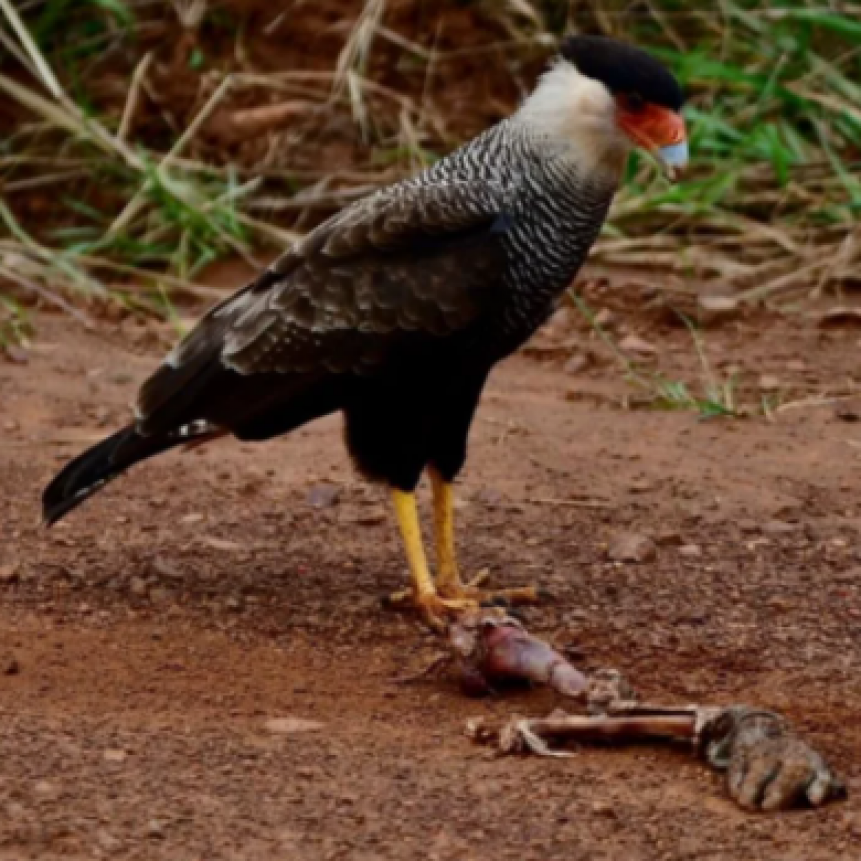 Horrendo hallazgo en los Esteros del Iber&aacute; 