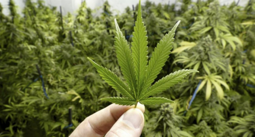 Cannabis sativa: del oscurantismo al acceso a un medicamento seguro