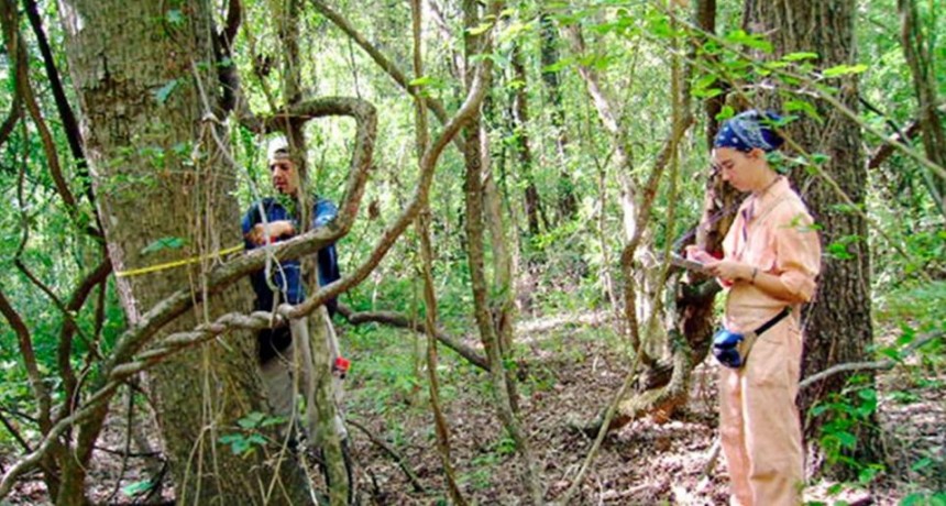 Los bosques andinos son grandes sumideros de carbono
