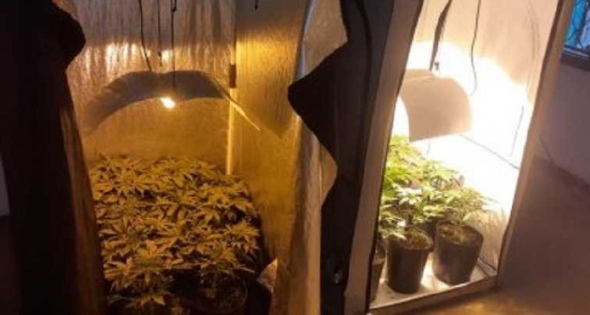 Buscaban una moto pero se encontraron con un invernadero de marihuana