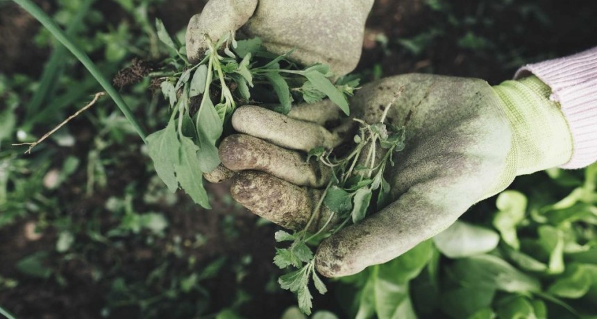 Congreso Nacional de Agroecolog&iacute;a en Chaco: invitan al acto de lanzamiento