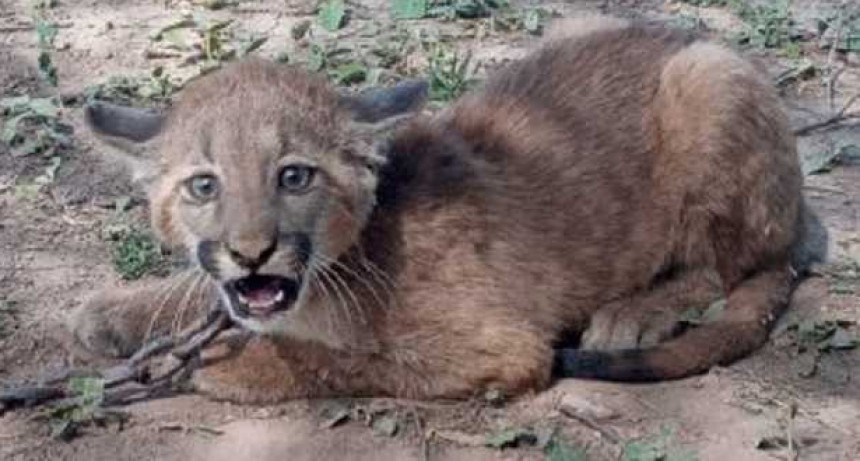 Rescatan del cautiverio a un cachorro de puma