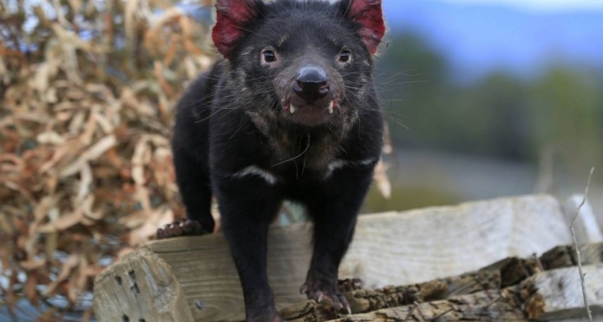 Nacieron demonios de Tasmania en Australia por primera vez en 3000 a&ntilde;os