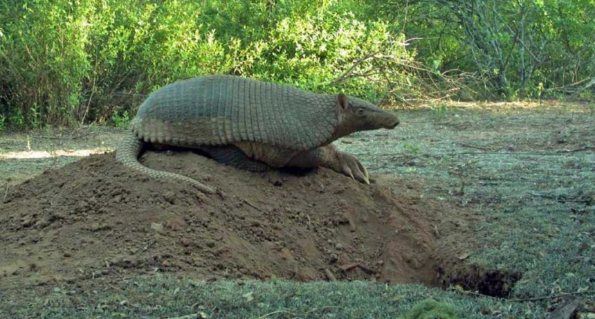 Proyecto "Tat&uacute; Carreta": Conocimiento y Conservaci&oacute;n de la especie