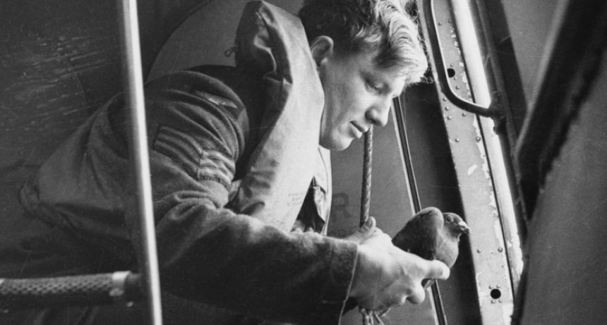 Columba: la ingeniosa operaci&oacute;n con palomas mensajeras para espiar a los nazis 