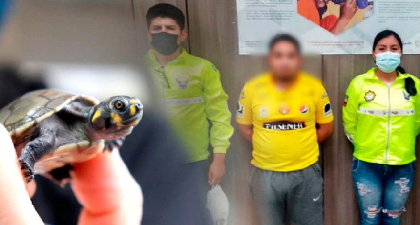 Quer&iacute;a vender tortugas ilegalmente y lo detuvieron 