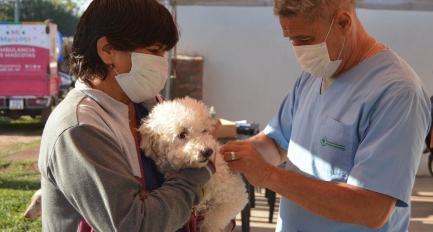 En Resistencia se realizaron otras 100 castraciones gratuitas de mascotas en el Barrio Insssep 