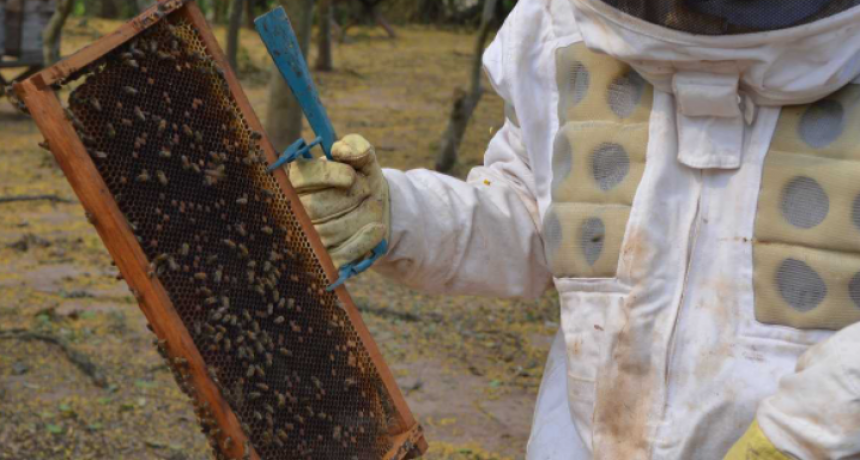 Semana de la Miel Orgánica del Monte Impenetrable