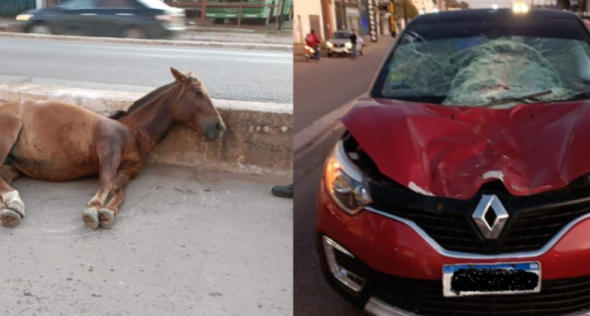 Un auto chocó a una yegua suelta sobre avenida Alvear: está preñada y deberán sacrificarla
