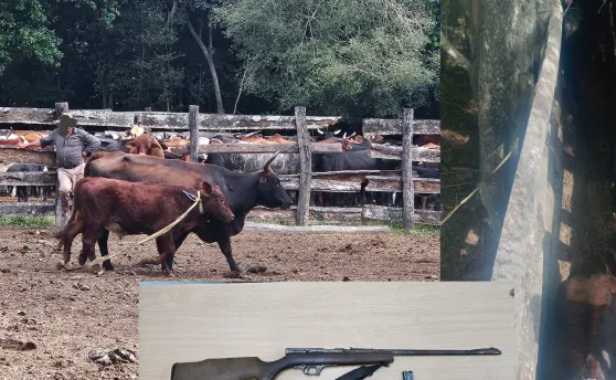 Nuevo caso de abigeato, ahora en Isla del Cerrito: tres detenidos y secuestro de animales y un rifle