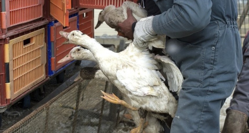 El primer caso mundial de gripe aviar H10N3 en humanos fue detectado en China