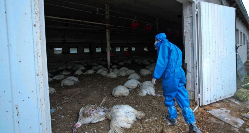 Detectaron el primer caso mundial de gripe aviar H10N3 en seres humanos