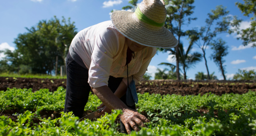 Este viernes se lanza el II Congreso Argentino de Agroecolog&iacute;a