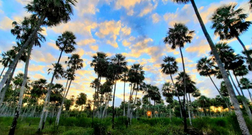 Conservaci&oacute;n de la biodiversidad: hacia la creaci&oacute;n del tercer parque nacional del Chaco