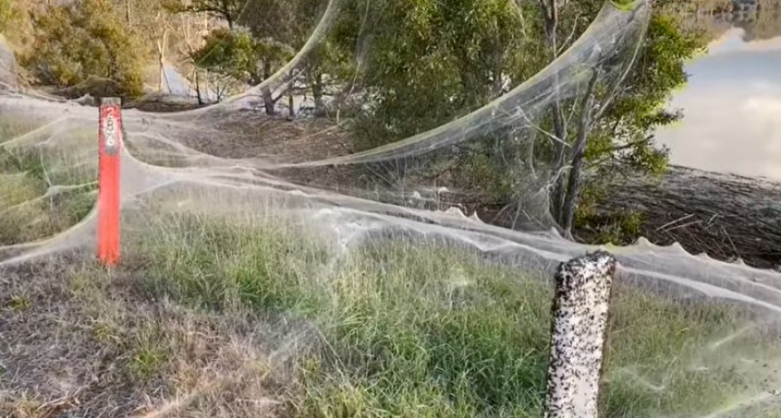 Las enormes telara&ntilde;as que cubrieron un territorio en Australia tras una tempestad