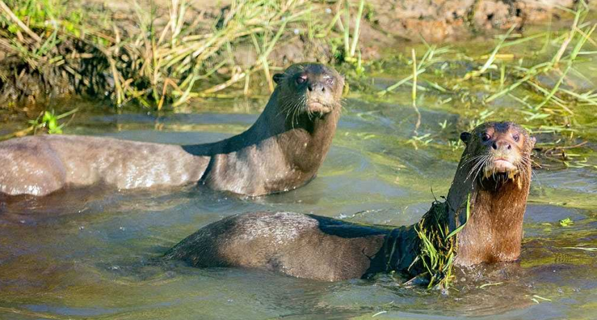 Reintroducen en los Esteros del Iber&aacute; una nutria tra&iacute;da desde Suecia 